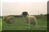 Img5025.jpg (43900 byte)