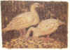 19980912_SigridLütken.jpg (60084 byte)