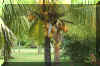 mau2003.jpg (133889 byte)